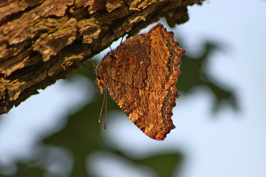 FARFALLE E COLEOTTERI